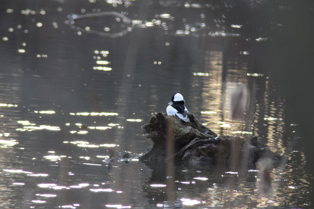 Гоголь-головастик - ML646218688