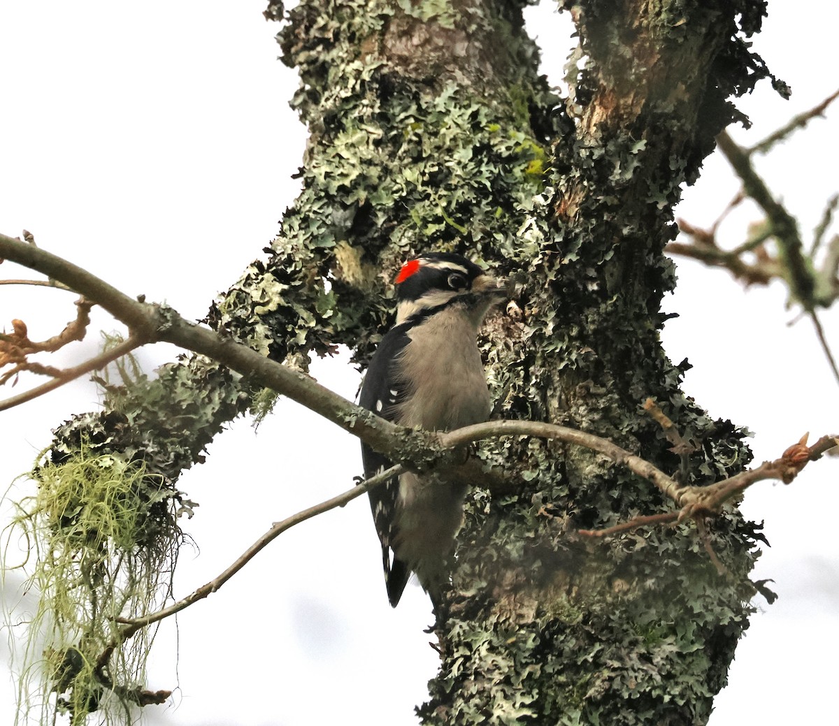 Downy Woodpecker - ML646218690