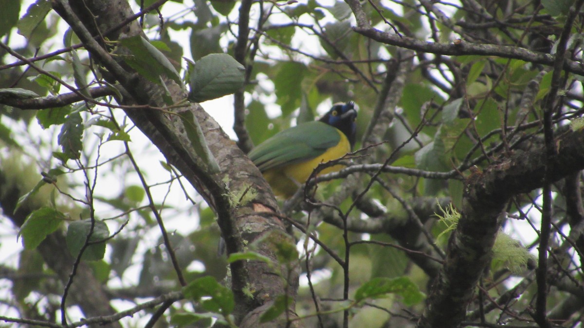 sojka zelenavá - ML646218691