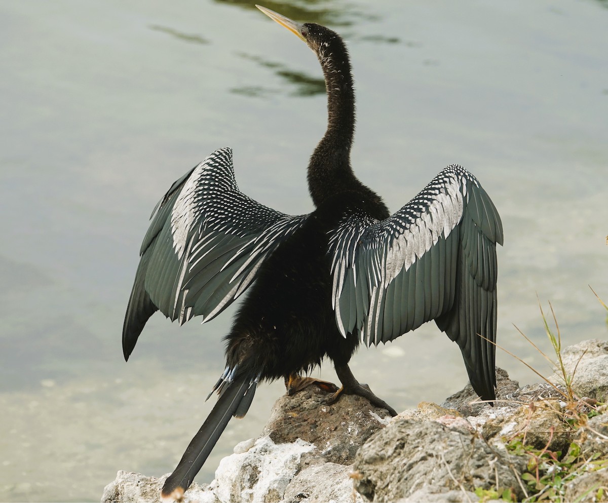 Anhinga - ML646218692