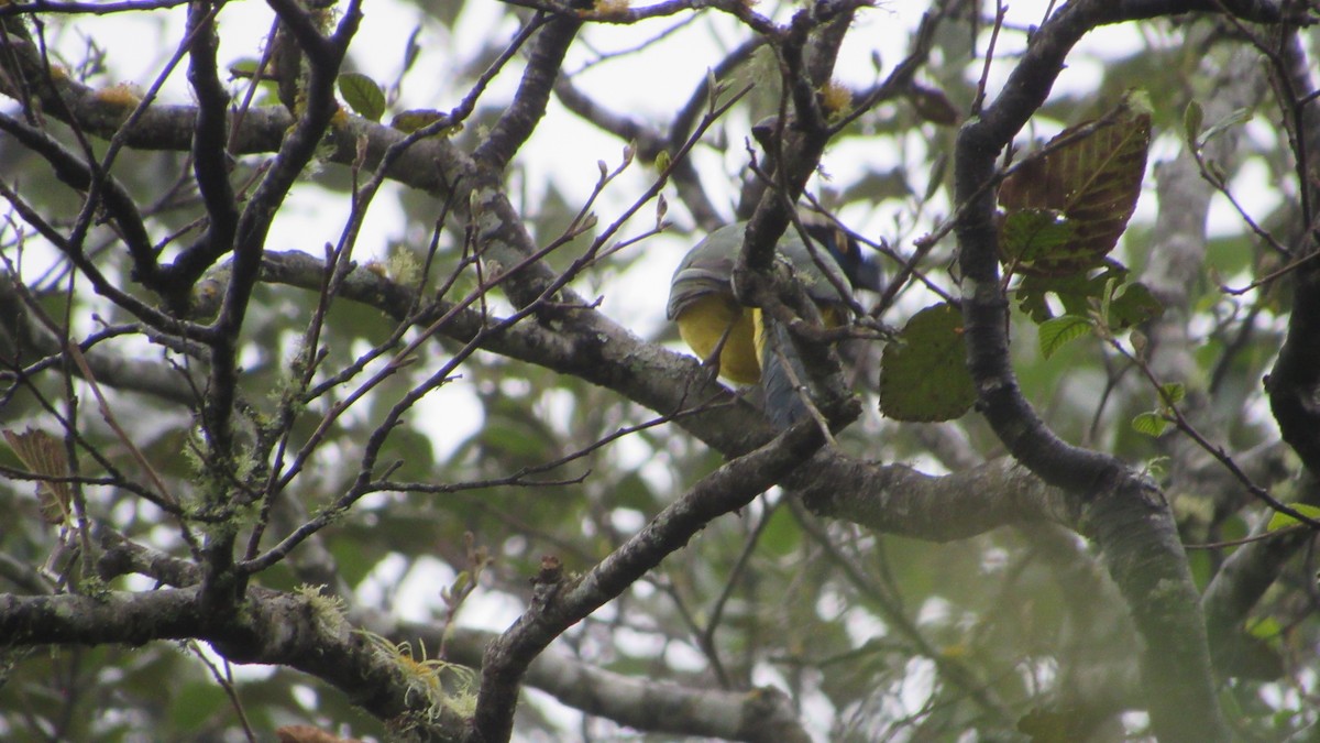 sojka zelenavá - ML646218693