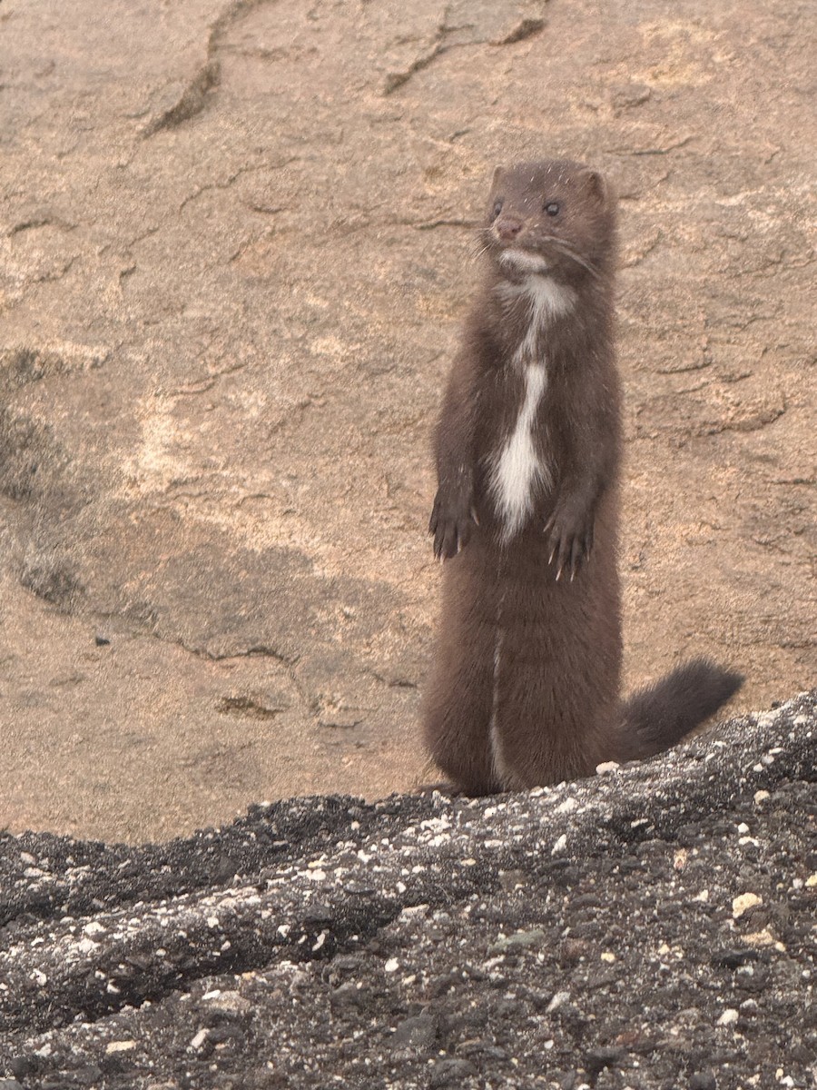 American Mink - ML646218697