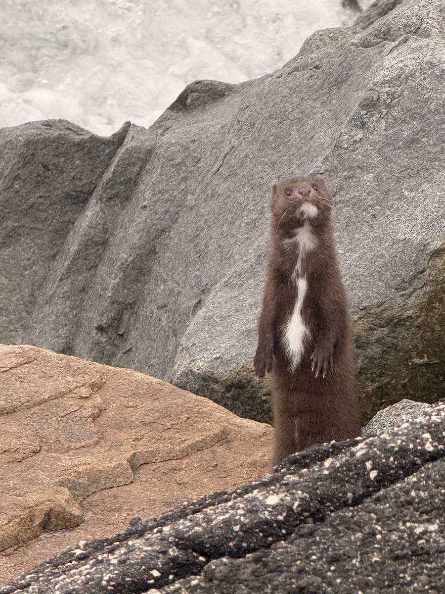 American Mink - ML646218698