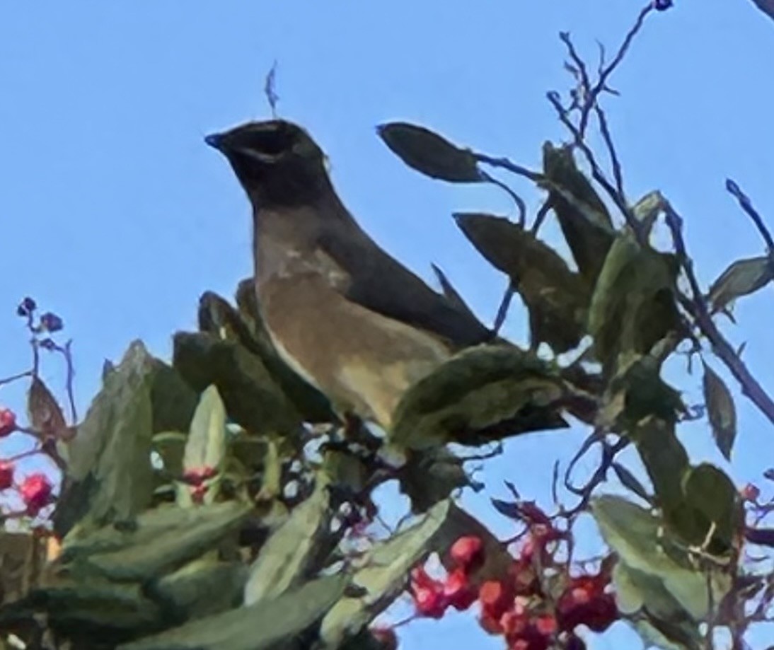 Cedar Waxwing - ML646218699