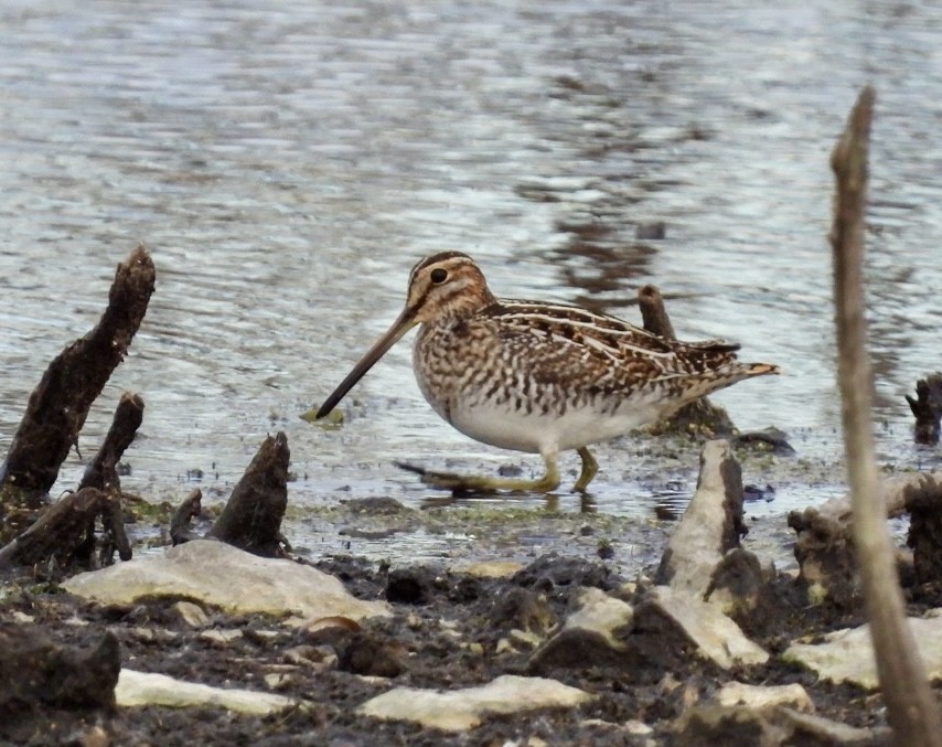Wilson's Snipe - ML646218702