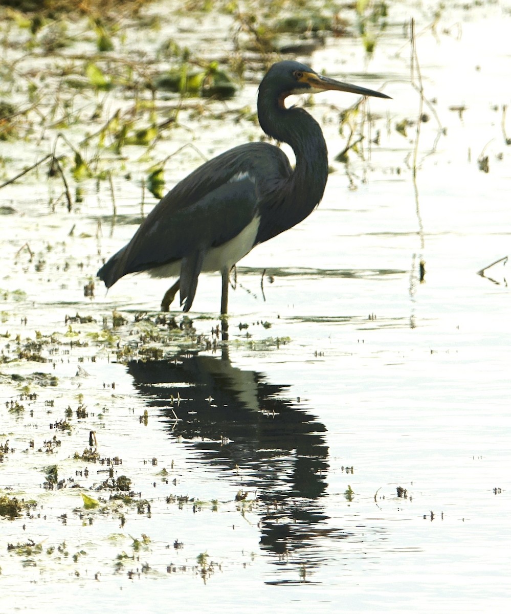 Tricolored Heron - ML646218703