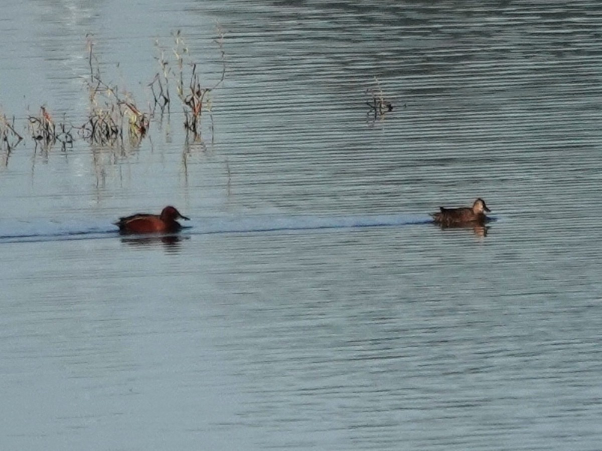 Cinnamon Teal - ML646218704