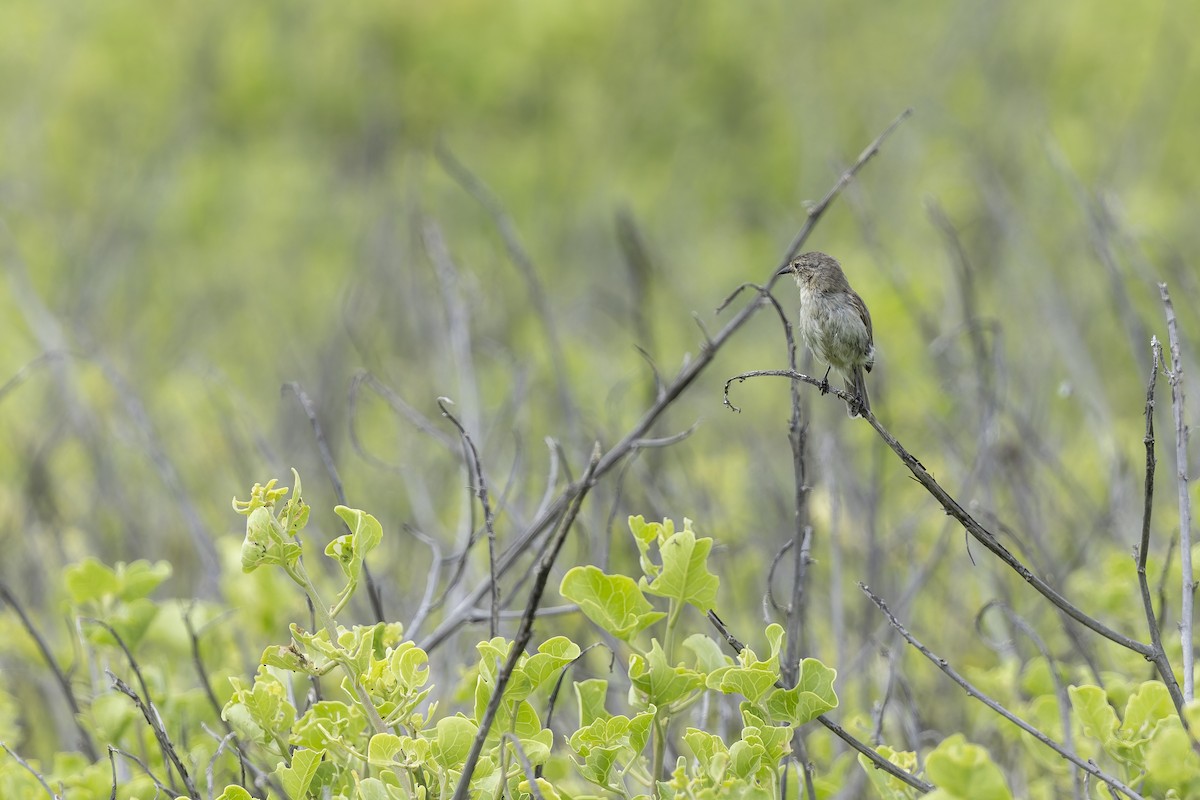 Gray Warbler-Finch - ML646218706