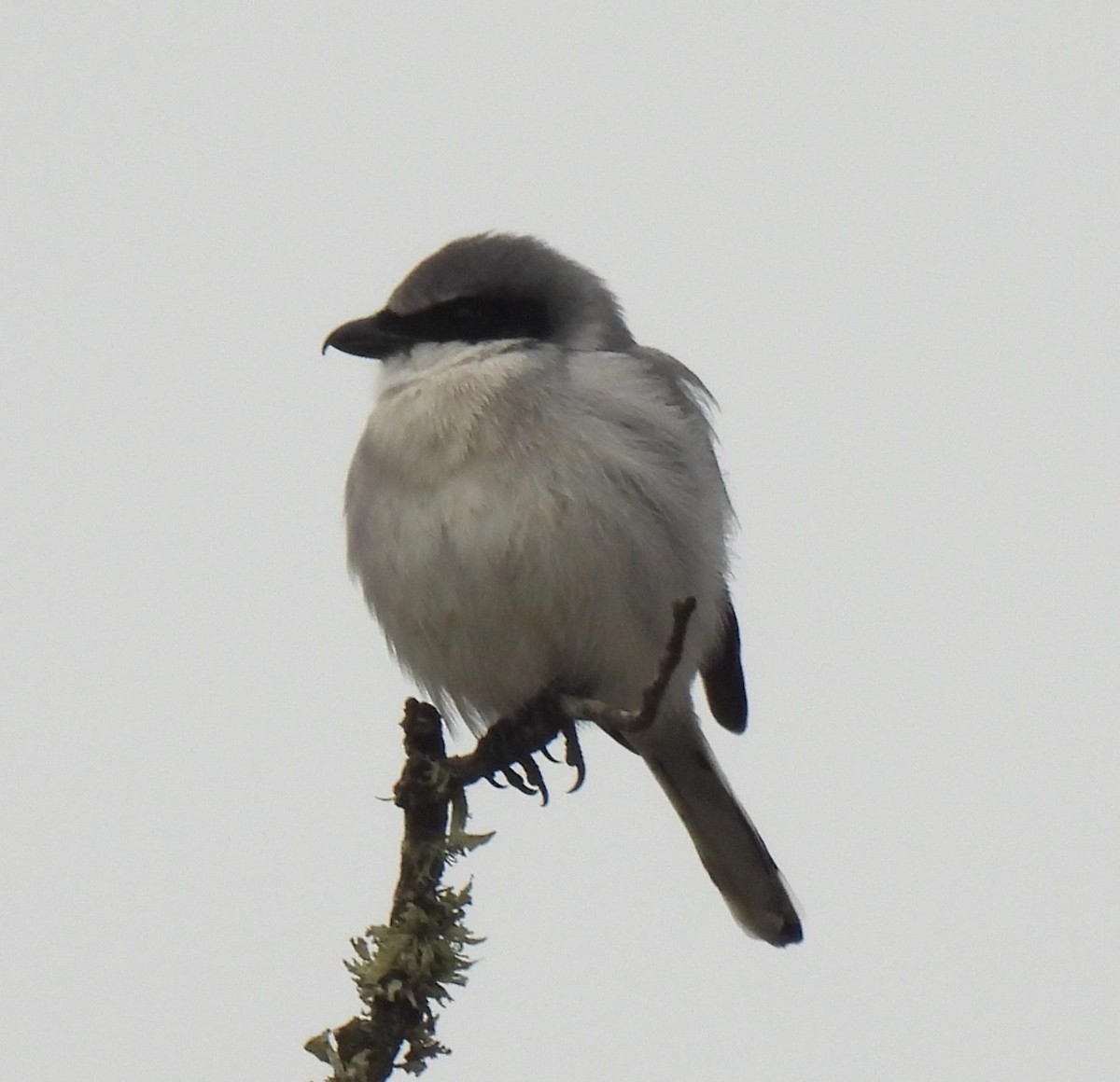 Loggerhead Shrike - ML646218707