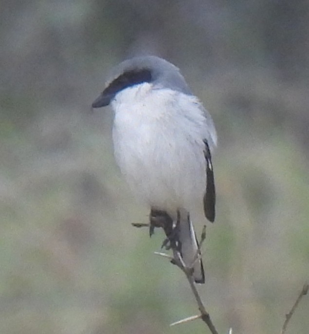 Loggerhead Shrike - ML646218708