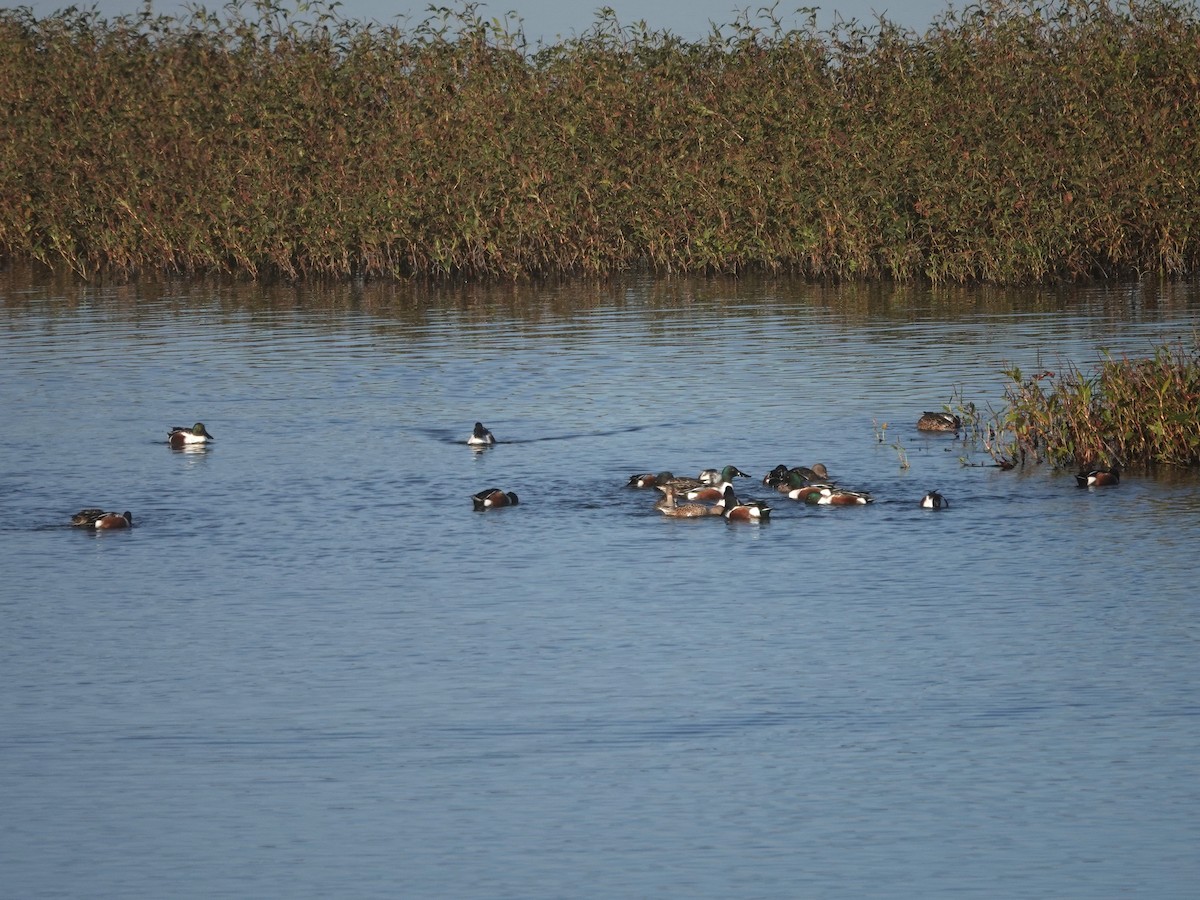 Northern Shoveler - ML646218709