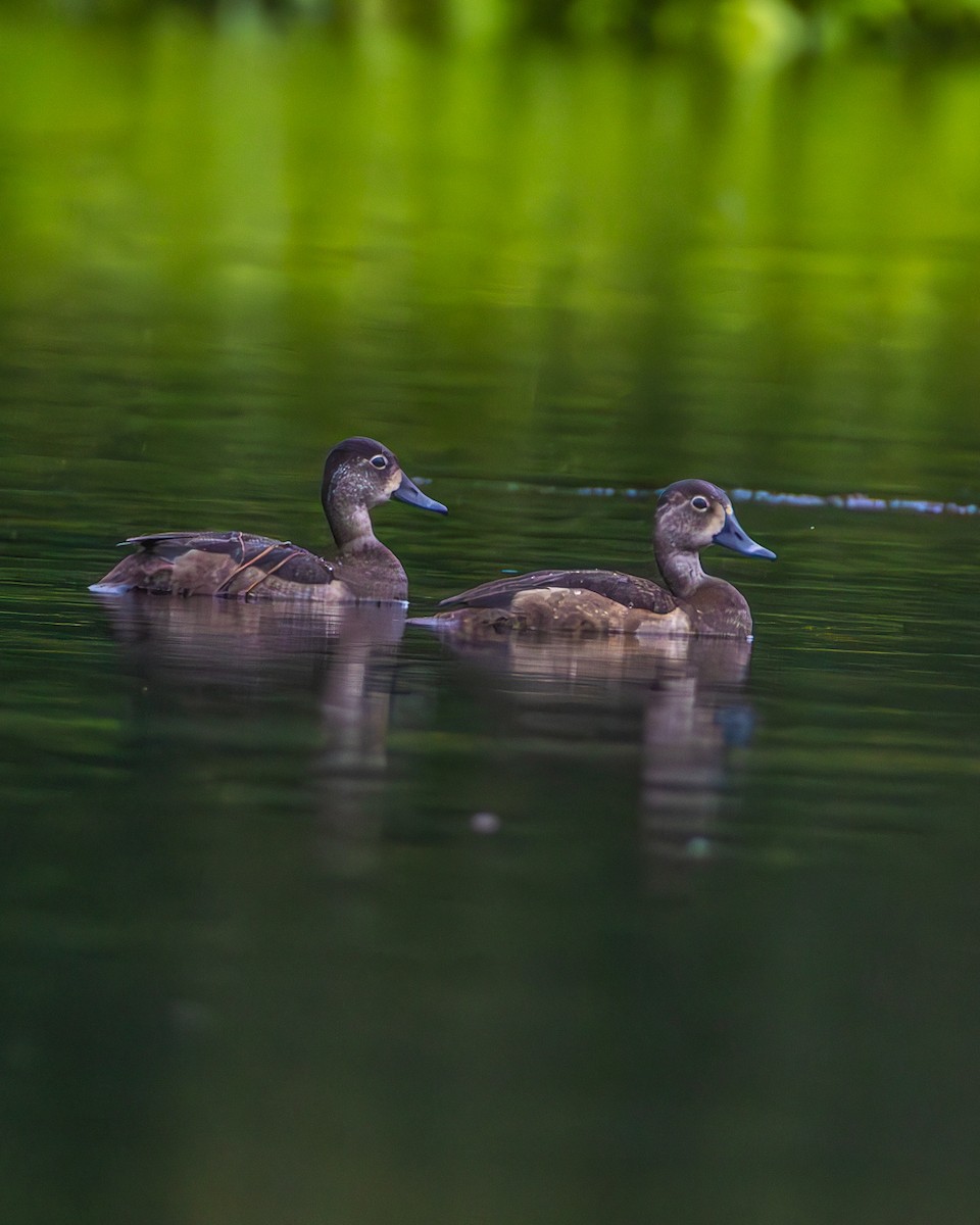 Ring-necked Duck - ML646218710