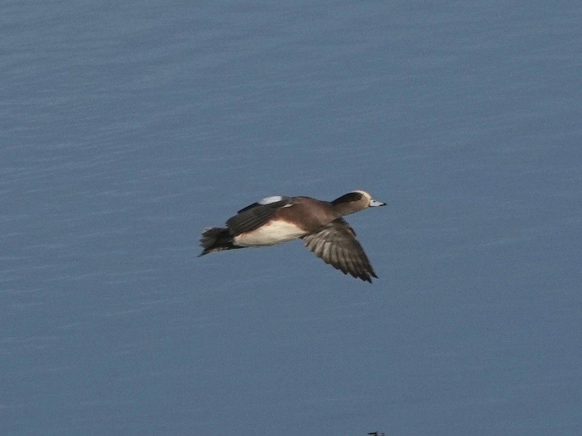 American Wigeon - ML646218711
