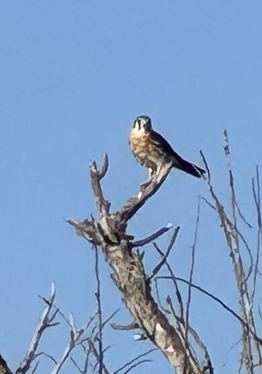 American Kestrel - ML646218714