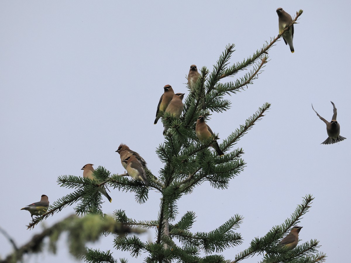 Cedar Waxwing - ML646218715