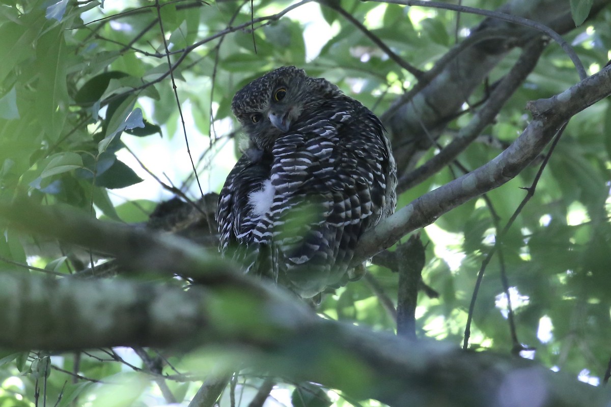 Powerful Owl - ML646218720
