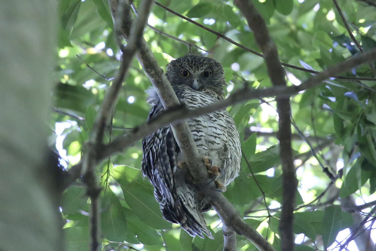 Powerful Owl - ML646218721