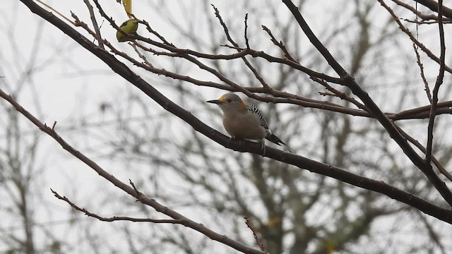 Golden-fronted Woodpecker - ML646218722