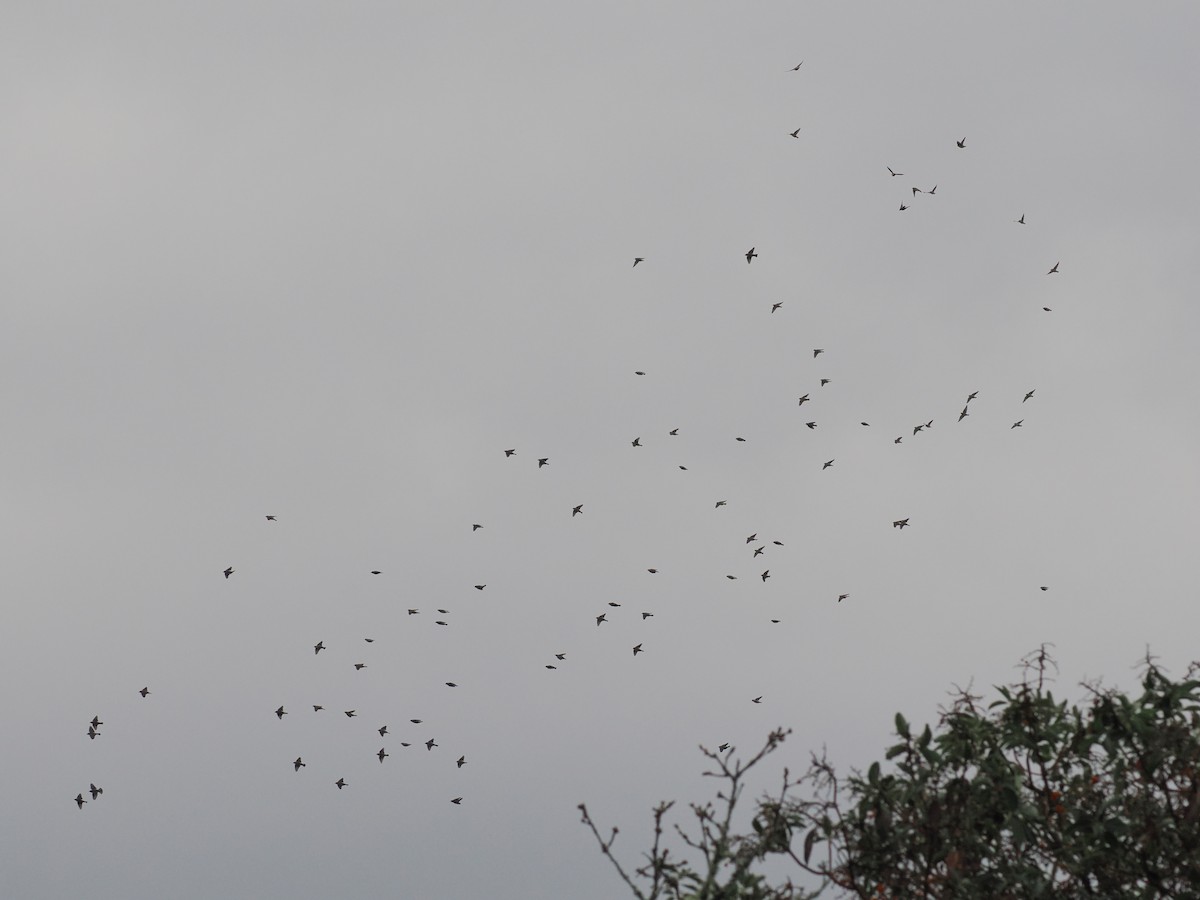 Cedar Waxwing - ML646218724