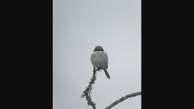 Loggerhead Shrike - ML646218728