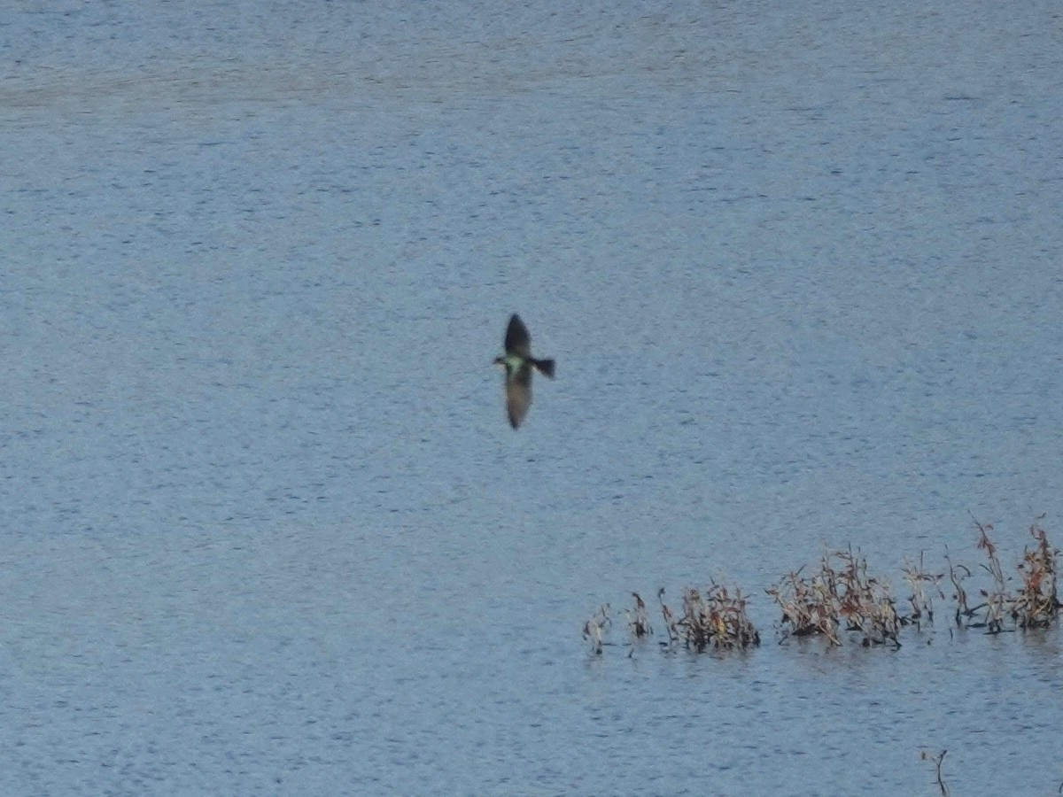 Tree Swallow - ML646218740