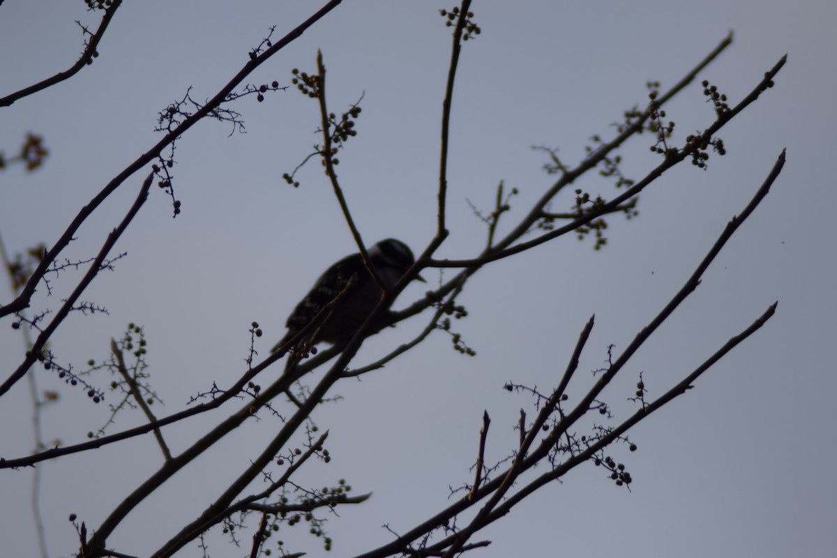 Downy Woodpecker - ML646218746