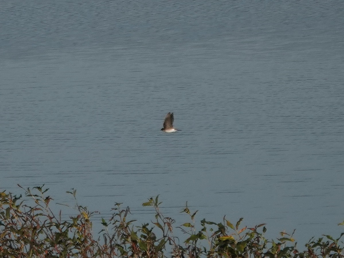 Tree Swallow - ML646218749