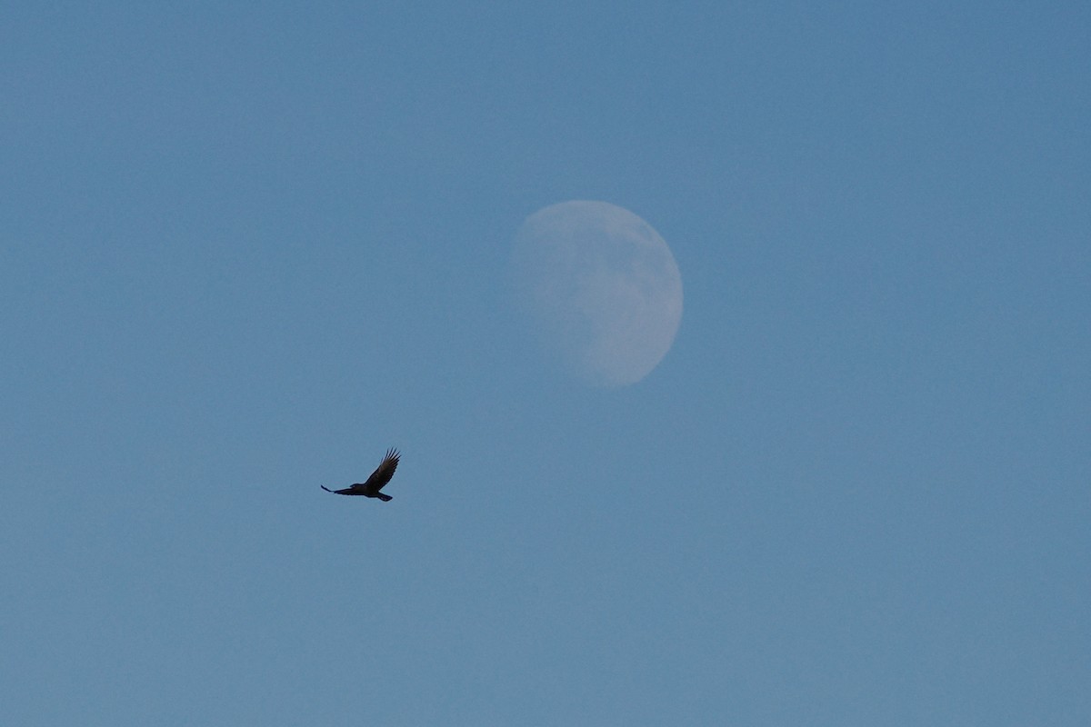 American Crow - ML646218750