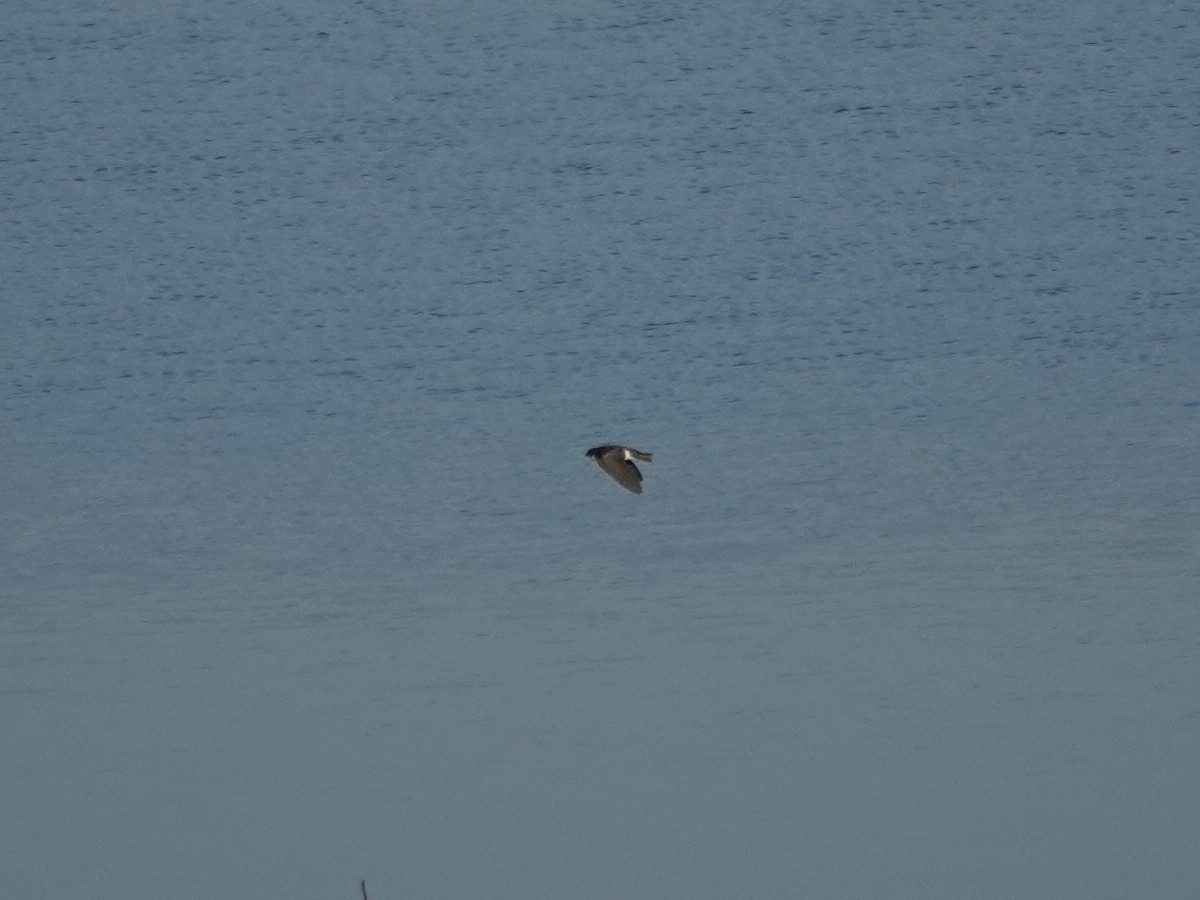 Tree Swallow - ML646218751