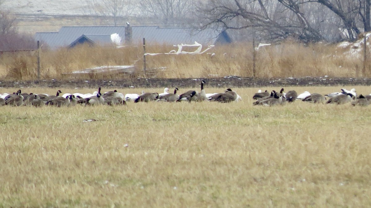 Canada Goose - ML646218752