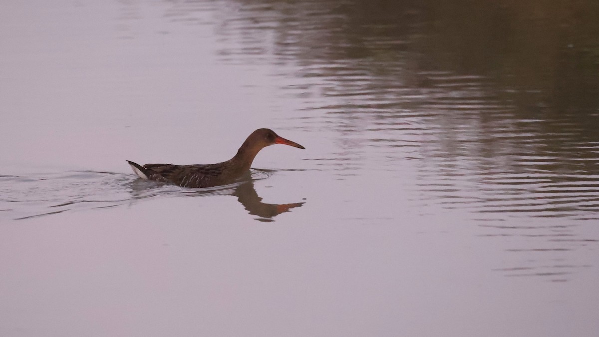 Ridgway's Rail (San Francisco Bay) - ML646218753