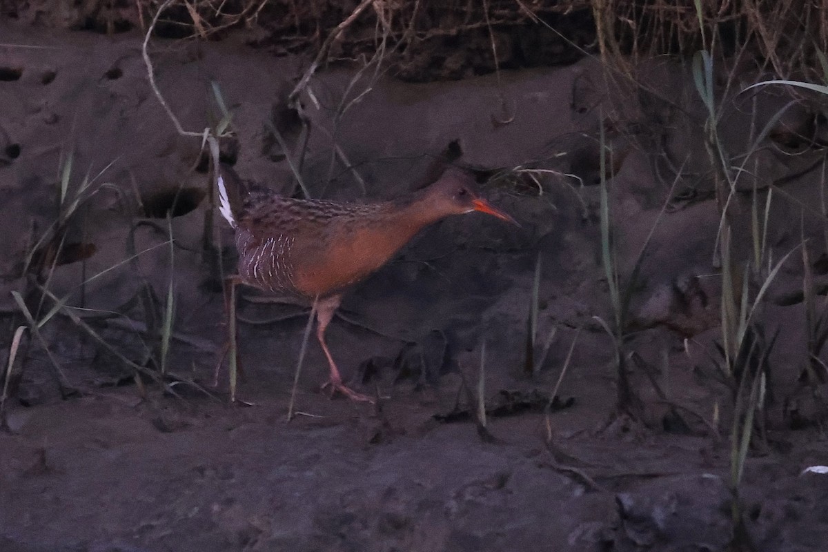 Ridgway's Rail (San Francisco Bay) - ML646218754