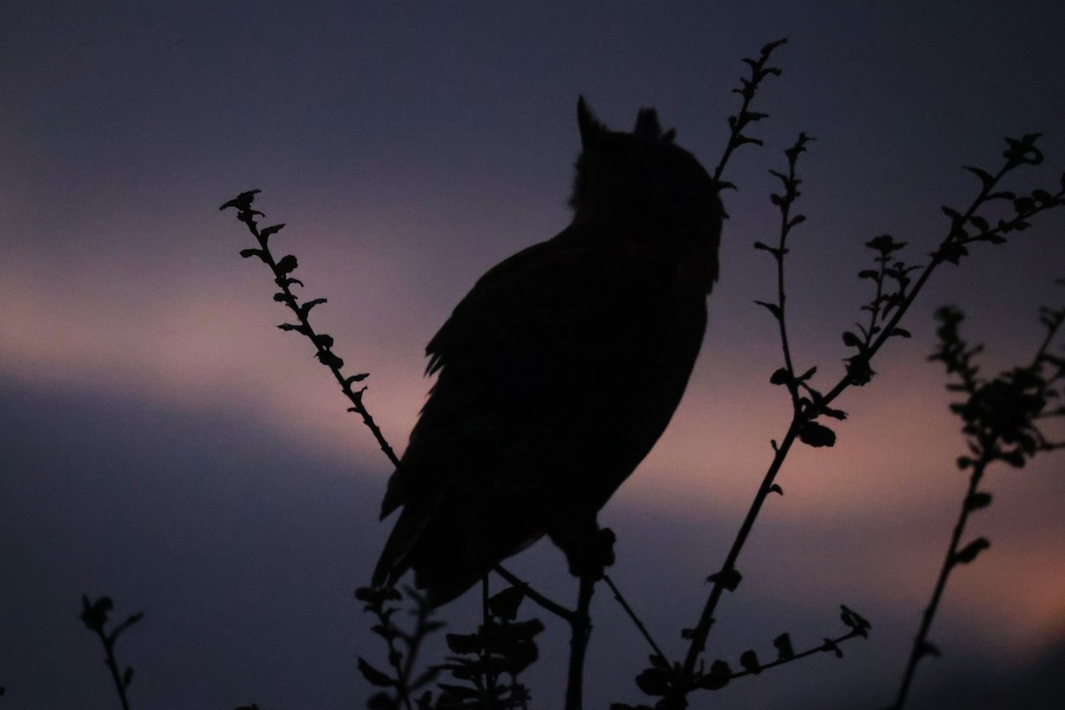Great Horned Owl - ML646218757