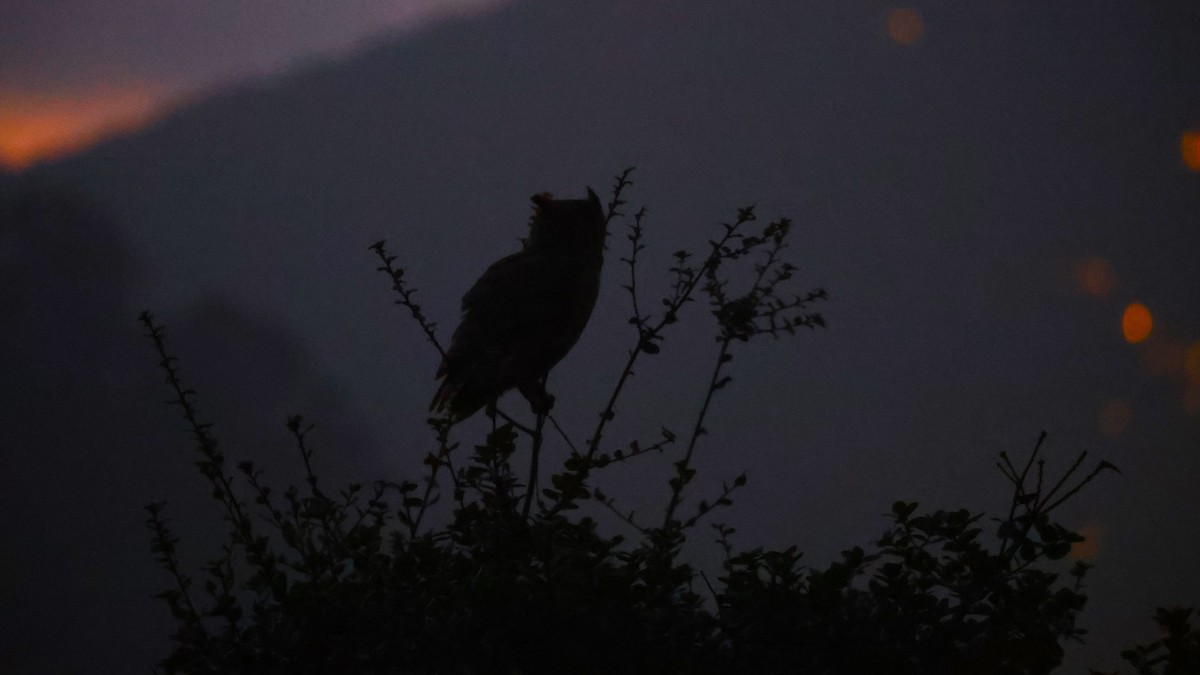 Great Horned Owl - ML646218758