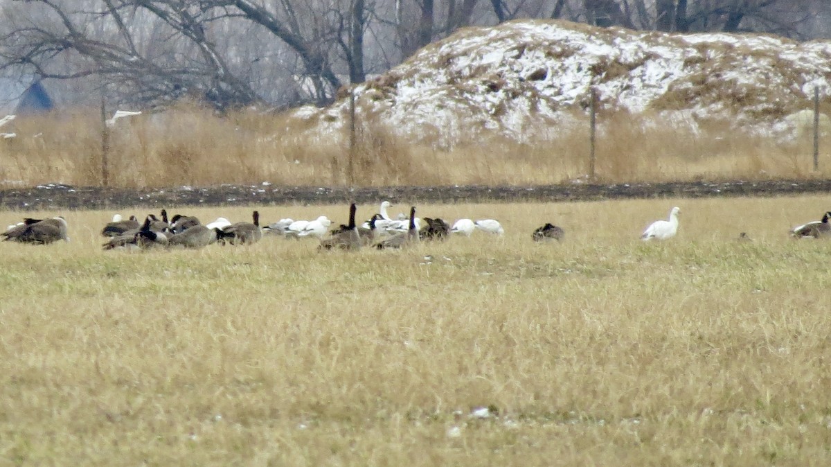 Snow Goose - ML646218760