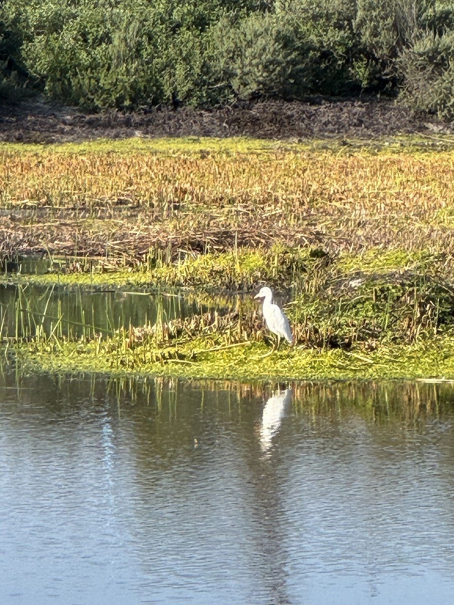 Western Cattle-Egret - ML646218761