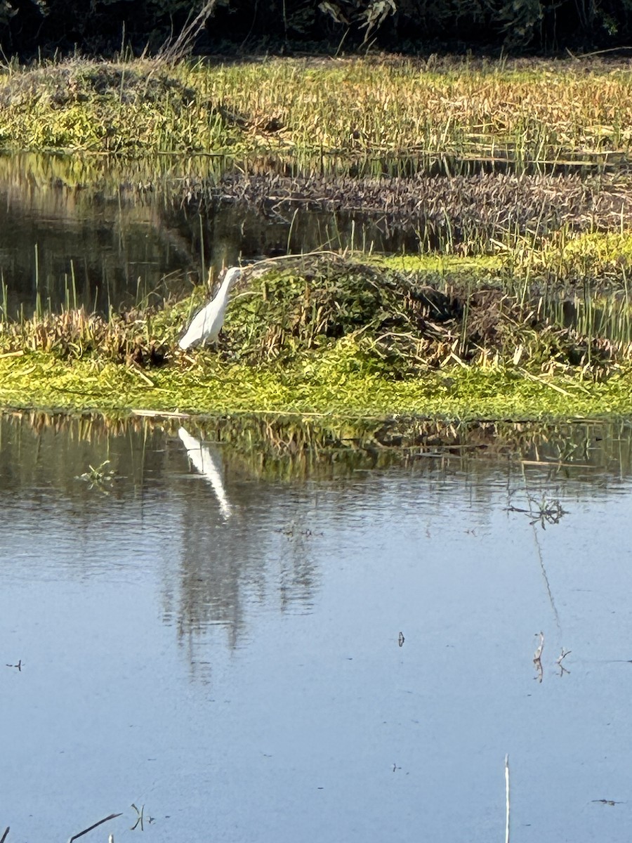 Western Cattle-Egret - ML646218762