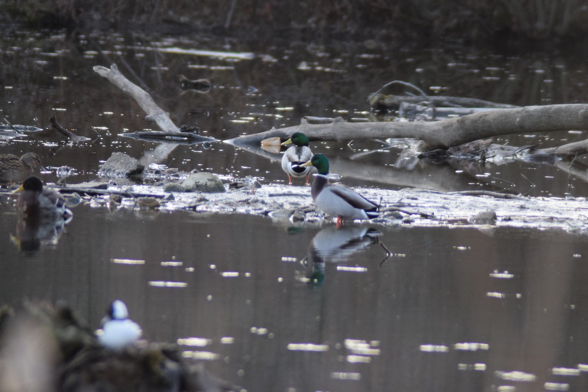 Mallard - ML646218767