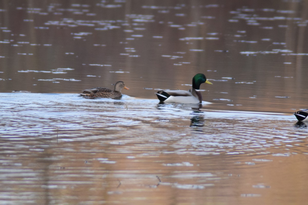 Mallard - ML646218768