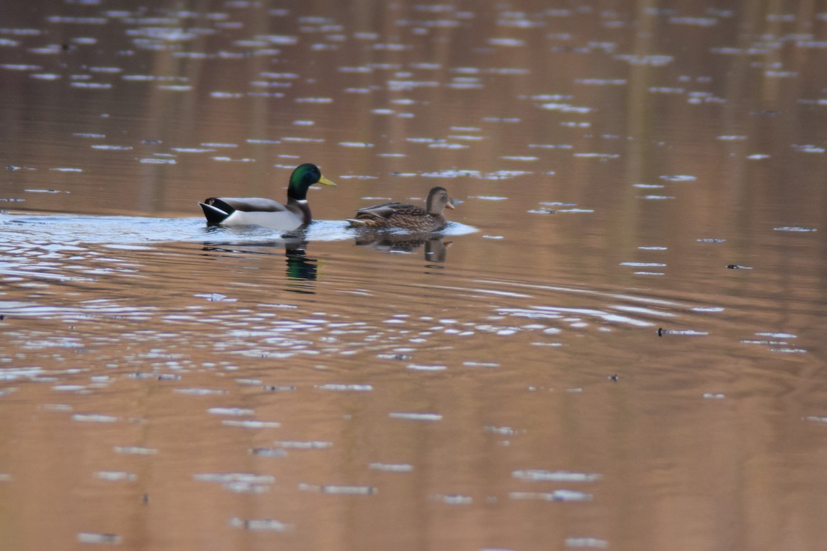 Mallard - ML646218769