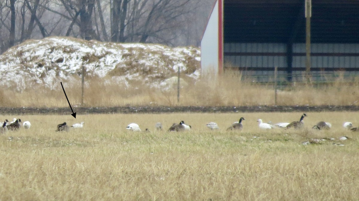 Ross's Goose - ML646218780