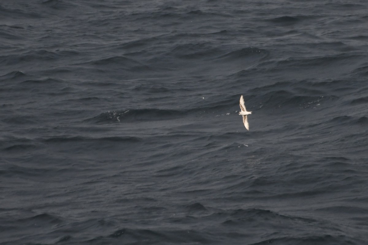 Fork-tailed Storm-Petrel - ML646218781