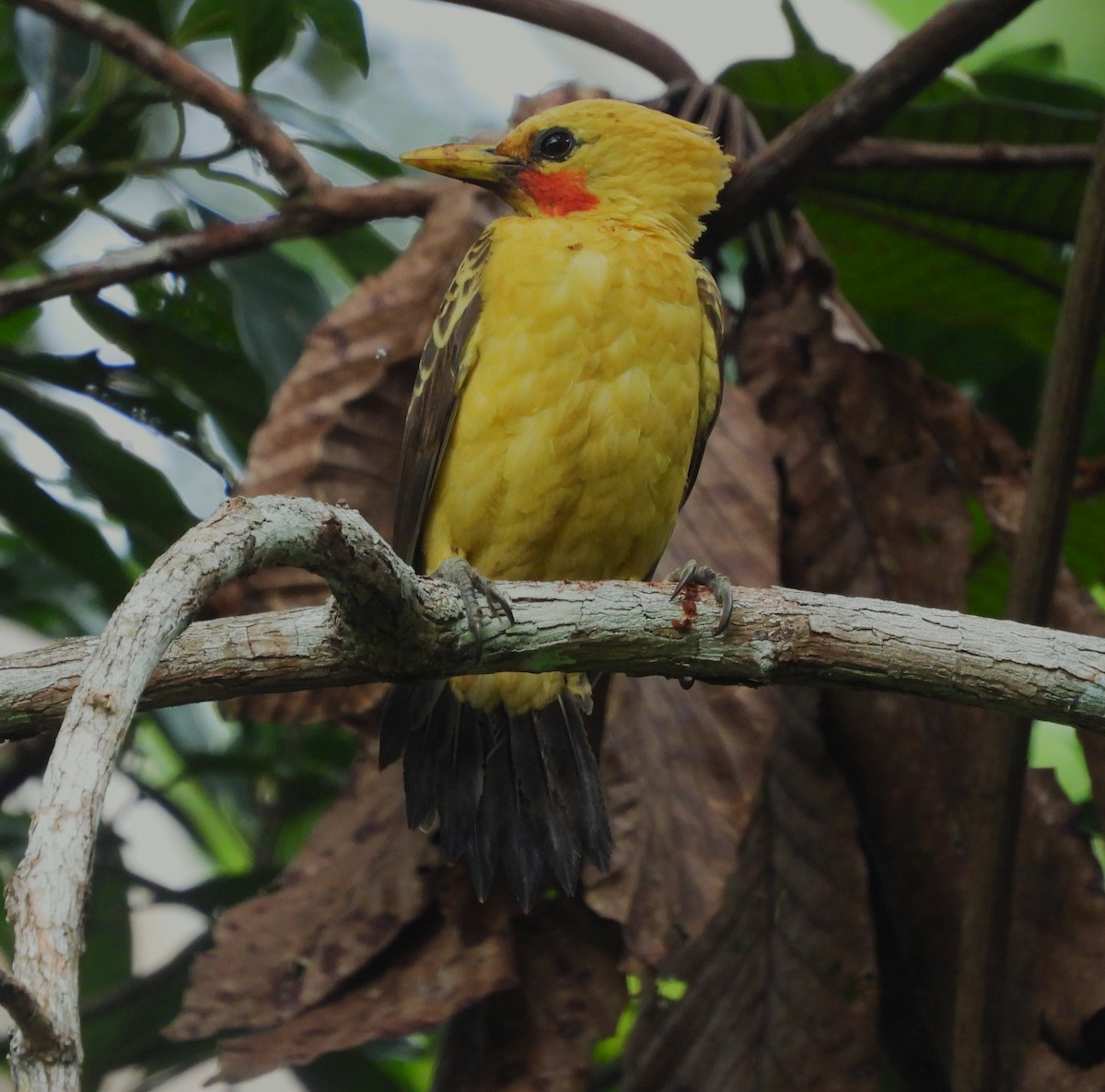 オボロテンニョゲラ - ML646218782