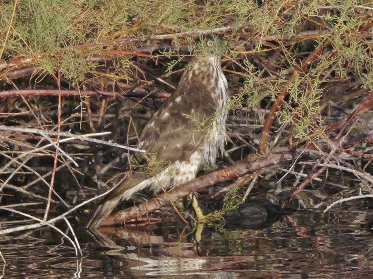 Cooper's Hawk - ML646218783