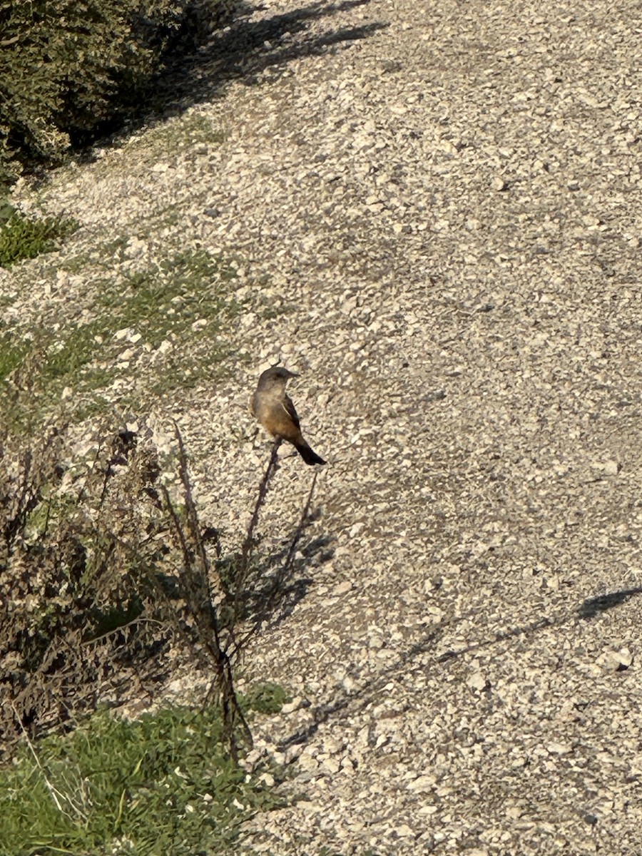 Say's Phoebe - ML646218793