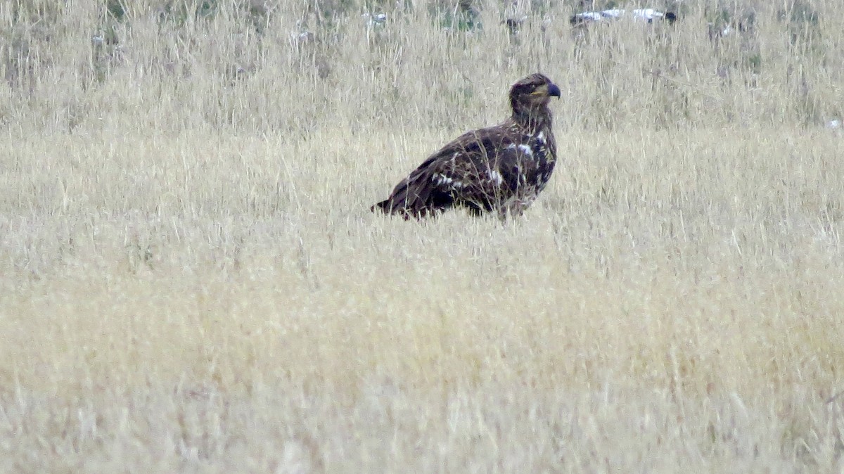 Bald Eagle - ML646218798
