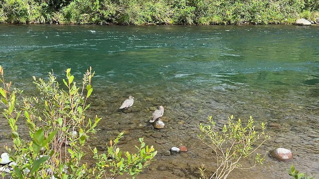 Blue Duck - ML646218799