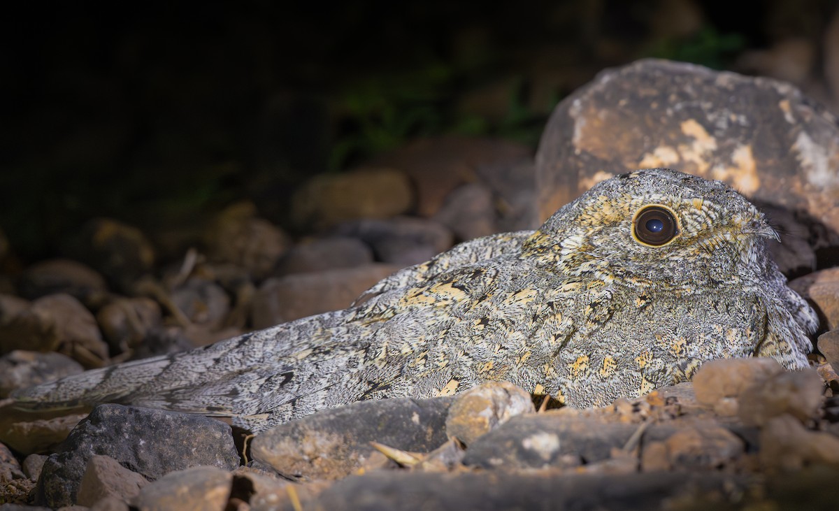 Sykes's Nightjar - ML646218800