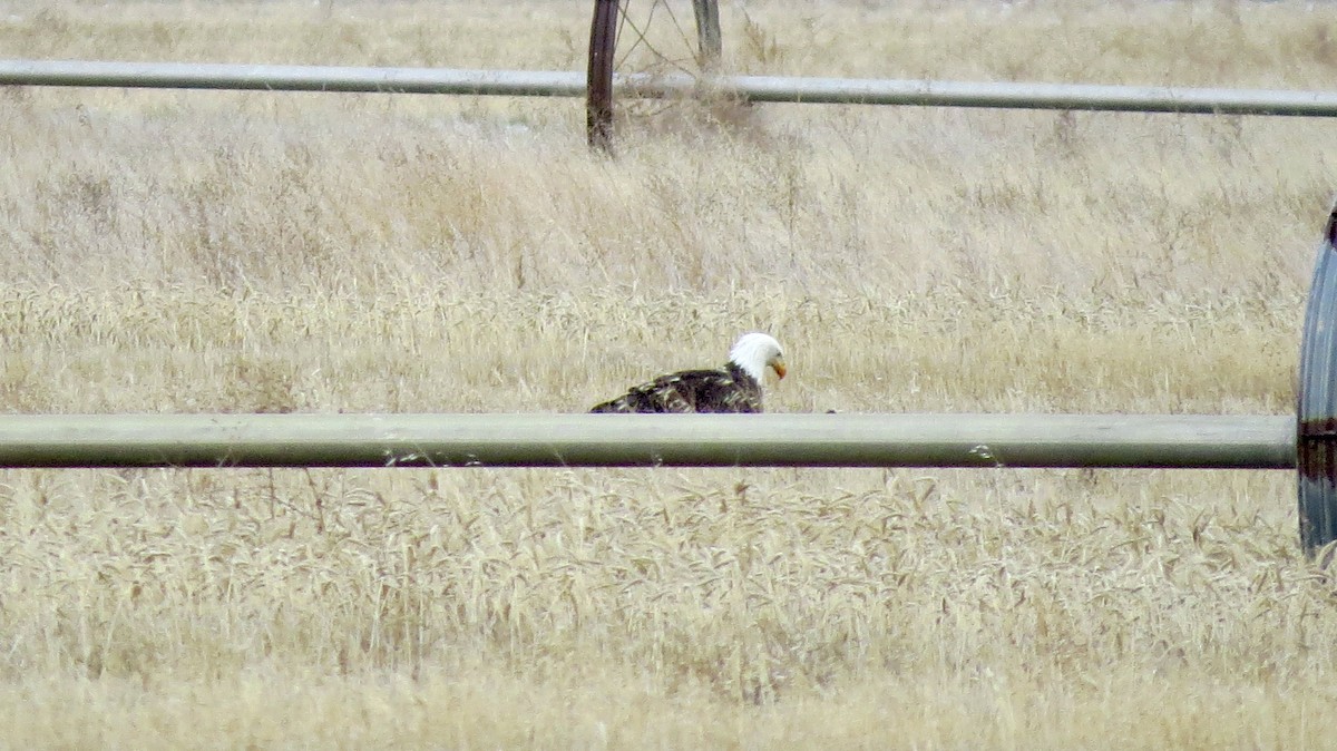 Bald Eagle - ML646218801