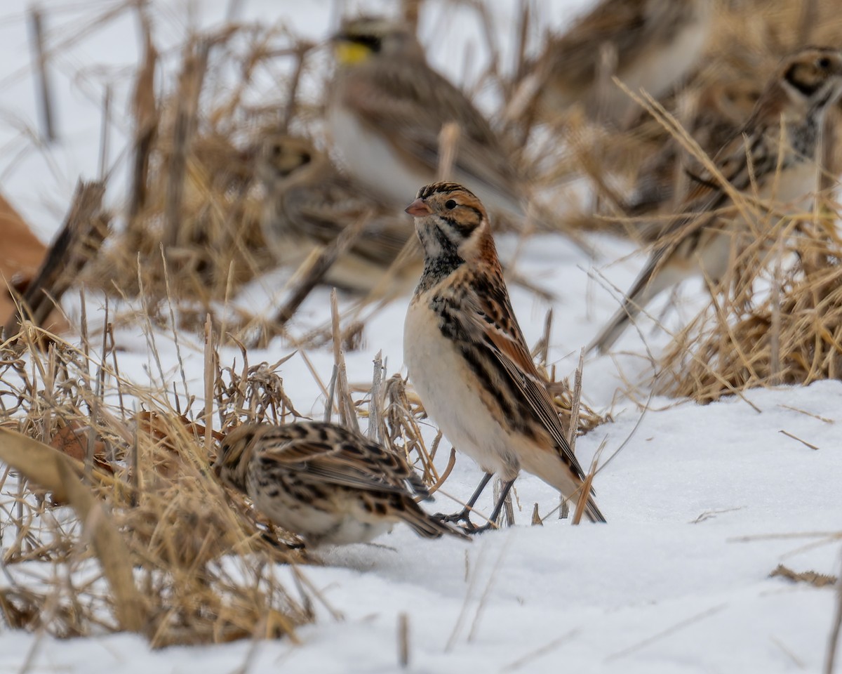Lapland Longspur - ML646218803